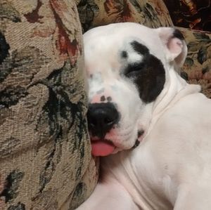 Meet your Posher, Cody